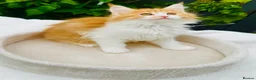 Maine Coon cats for sale: Pure breed Maine coon kittens  - Advert 22