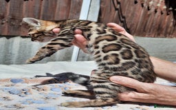 Bengal cats for sale: STUNNING GLITTER PELTED TICA REG BENGAL KITTENS - Image 4