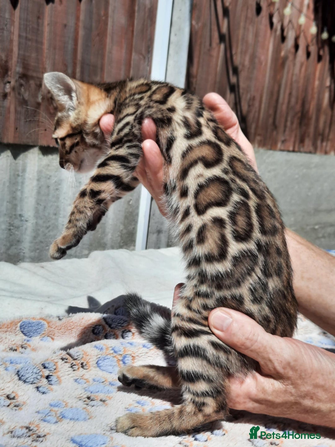 Bengal cats for sale: STUNNING GLITTER PELTED TICA REG BENGAL KITTENS - Image 4