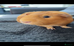 Guinea Pig rodents for sale: 3 male Guinea pigs- Bish, Badger & Mozey  - Image 2