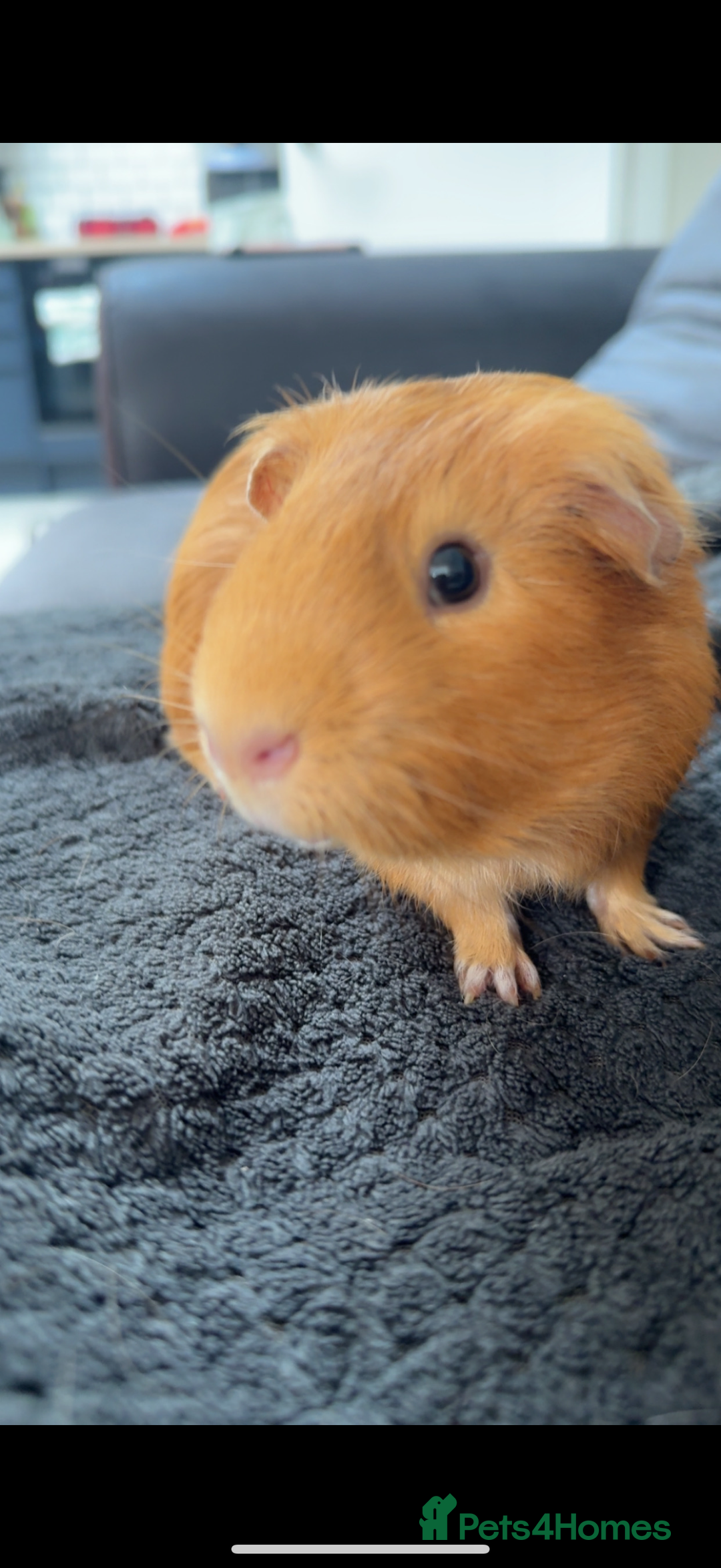Guinea Pig rodents for sale: 3 male Guinea pigs- Bish, Badger & Mozey  - Image 2