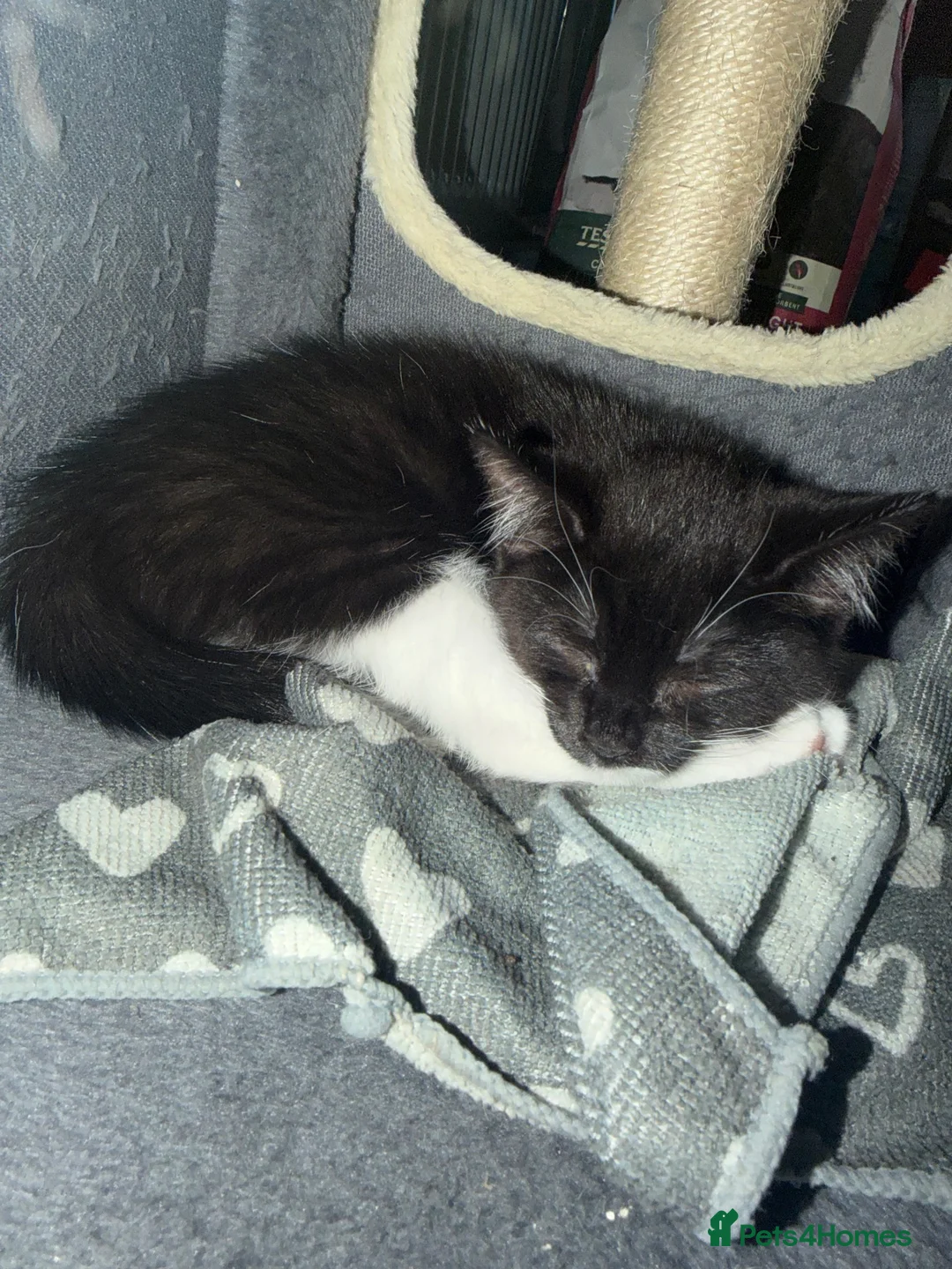 Mixed Breed cats for sale: 2 very playful kittens  - Advert 11