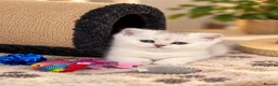 Scottish Fold cats for sale: stunning Scottish Fold and  Straight kittens - Advert 21