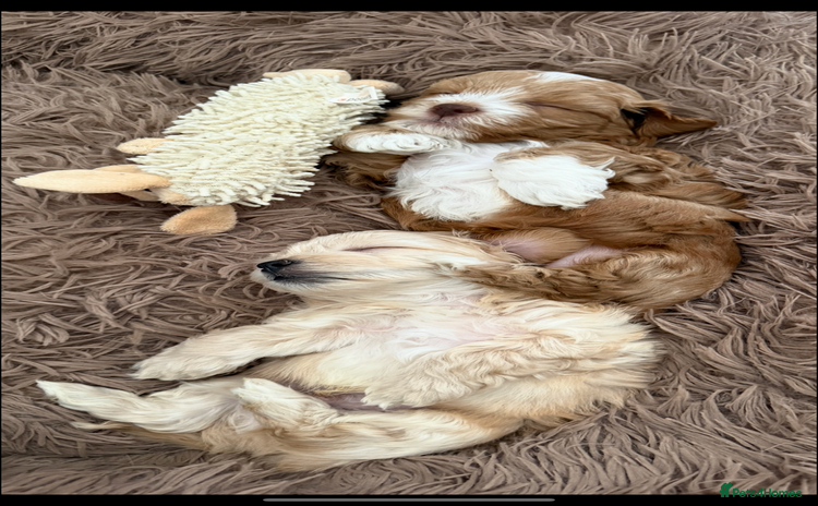 Lhasapoo dogs - Advert 8
