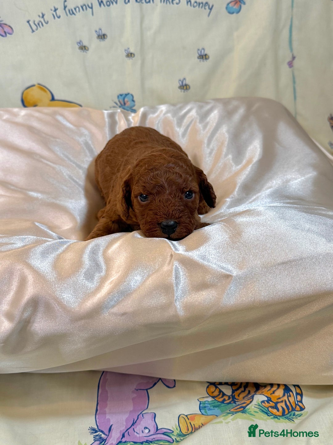 Cavapoo dogs for sale: 6 Cute Cavapoo puppies 6 - ready for homes in feb  - Advert 7