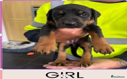 Dobermann dogs for sale: Doberman puppies for sale boys & girls  - Image 5
