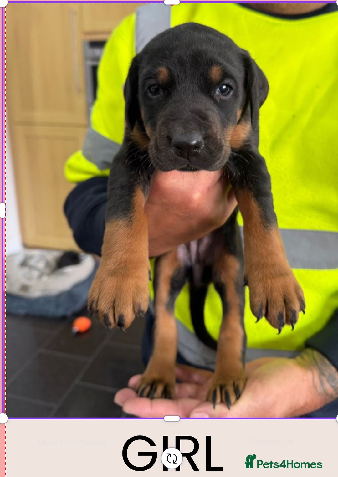 Dobermann dogs for sale: Doberman puppies for sale boys & girls  - Image 5