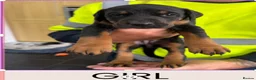 Dobermann dogs for sale: Doberman puppies for sale boys & girls  - Advert 5
