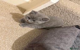 British Shorthair cats for sale: Male British short hair - Image 5