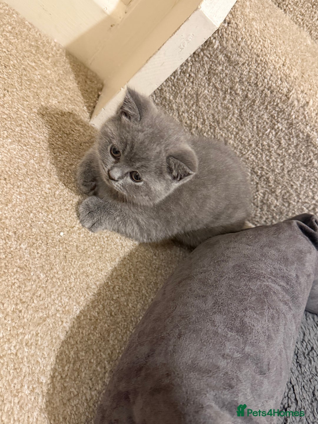 British Shorthair cats for sale: Male British short hair - Image 5