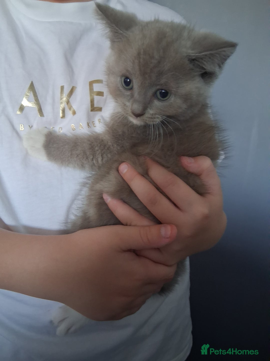British Shorthair cats for sale: Adorable British short hair Kittens  - Image 5