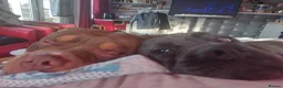 Mixed Breed dogs for sale: Cane corso x pocket bully - Advert 2