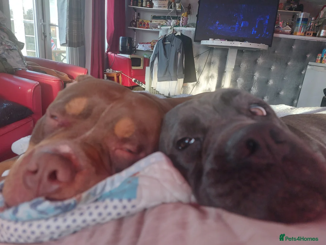 Mixed Breed dogs for sale: Cane corso x pocket bully - Advert 2
