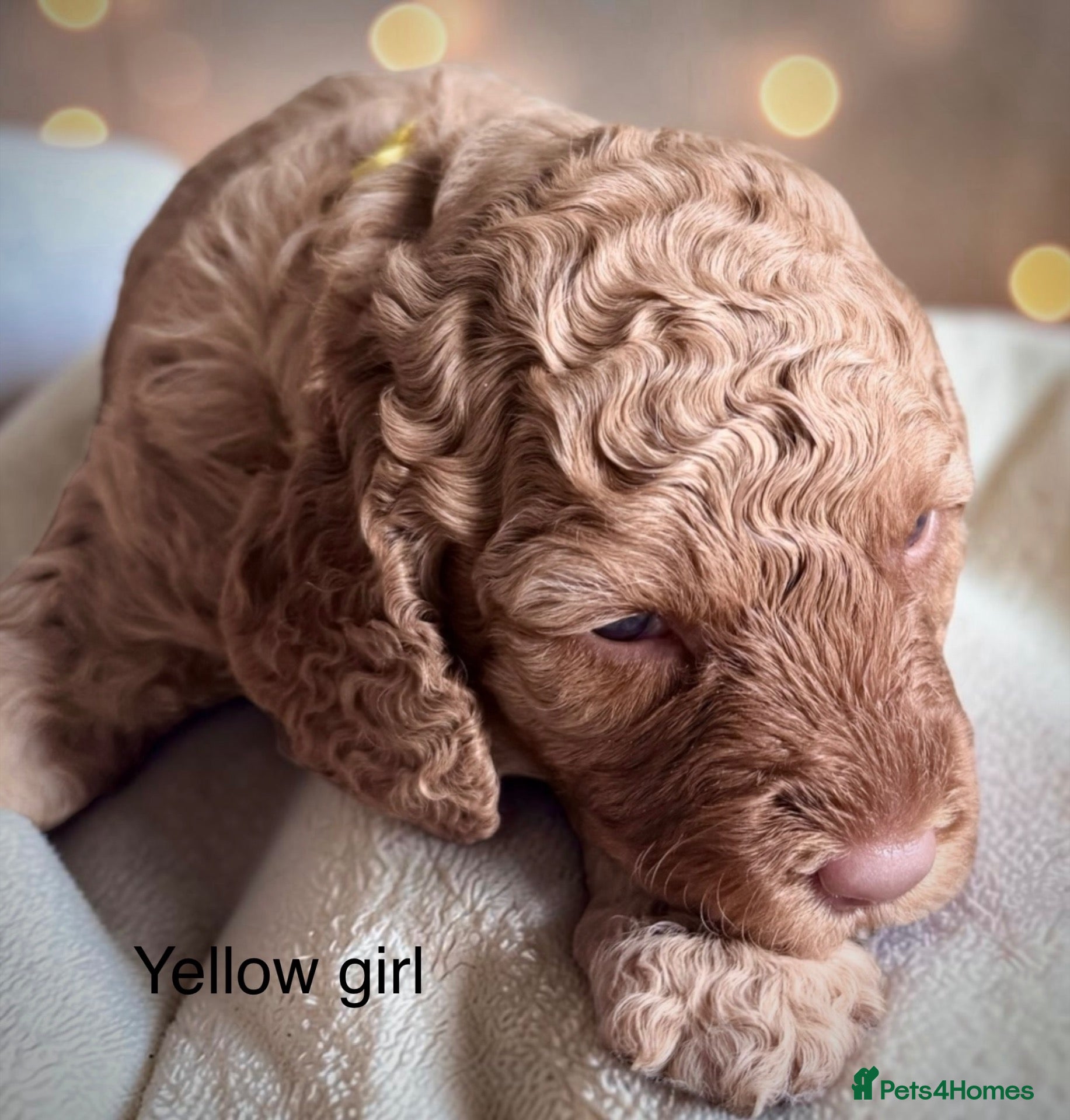 Cockapoo dogs Extensively health checked cockapoo puppies   - Advert 1