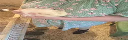 Guinea Pig rodents for sale: Sheltie boars  - Advert 2