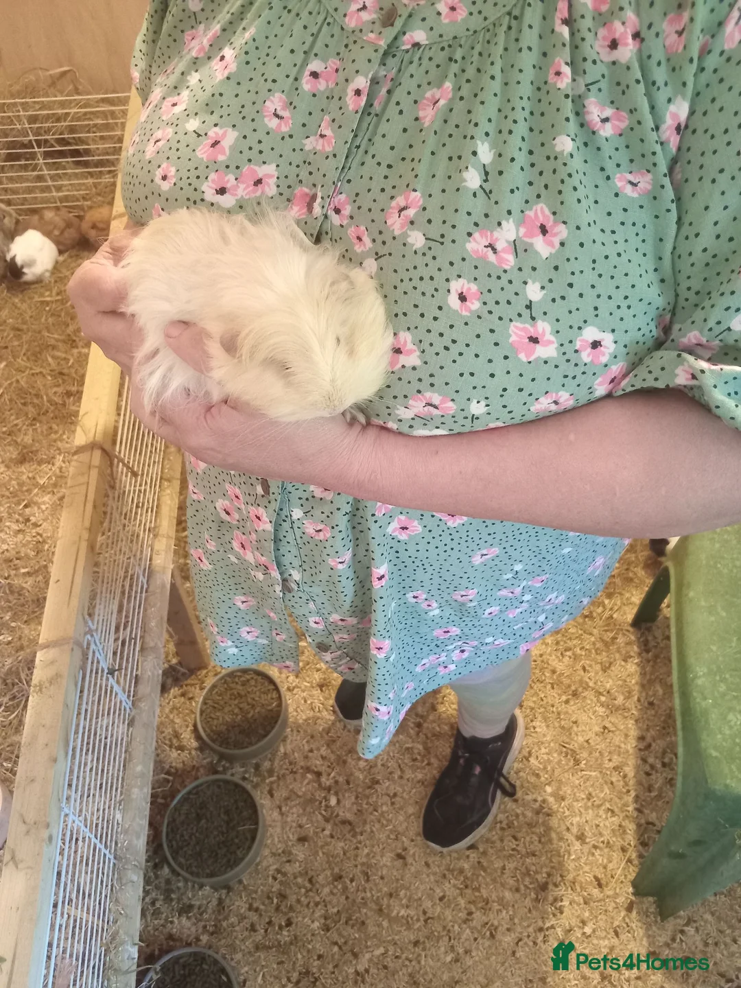Guinea Pig rodents for sale: Sheltie boars  - Advert 2