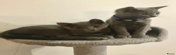 Russian Blue cats for sale: Very well socialised russian-Blues get urs now - Advert 6
