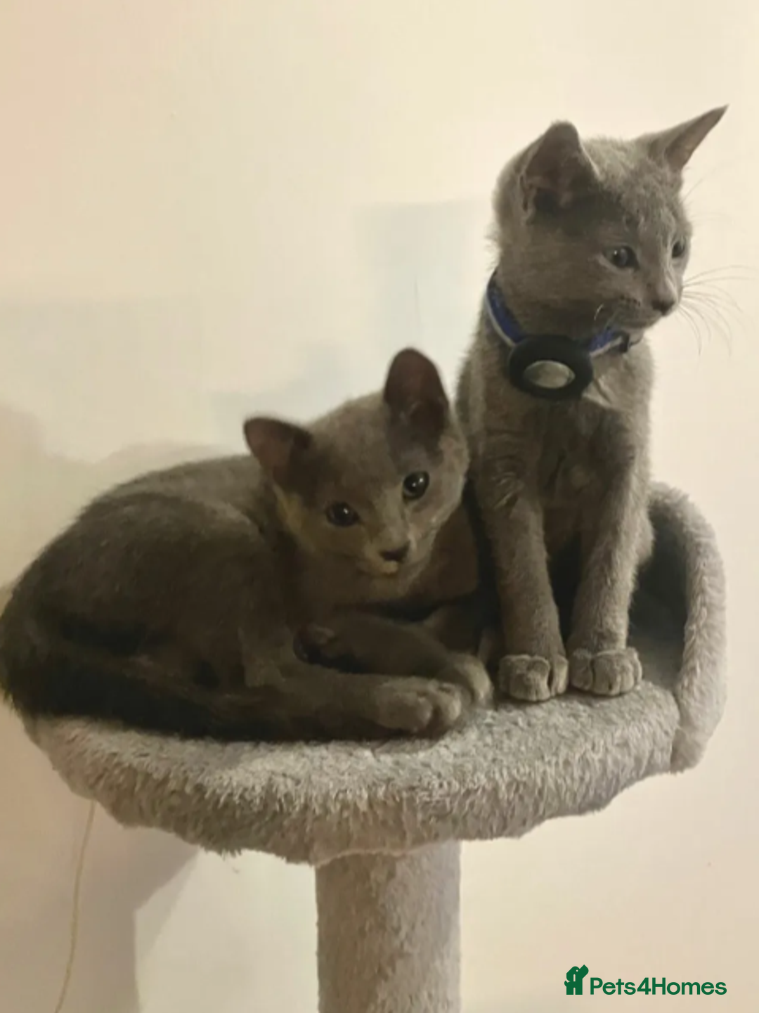 Russian Blue cats for sale: Very well socialised russian-Blues get urs now - Advert 6