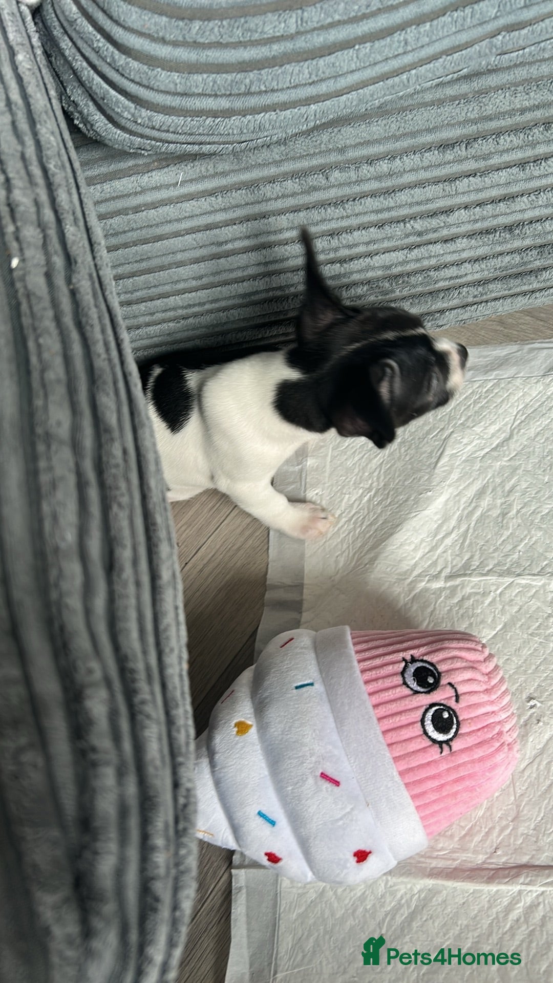 Mixed Breed dogs 6 month old Dapple  - Advert 5