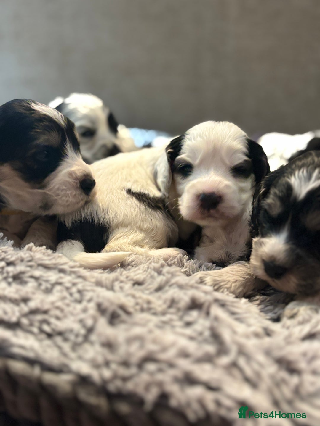 Cockapoo dogs for sale: F1 cockapoos beautiful litter 5 left* - Image 26