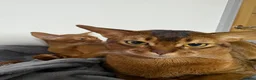 Abyssinian cats for sale: Pedigree Abyssinian boy for sale  - Advert 5