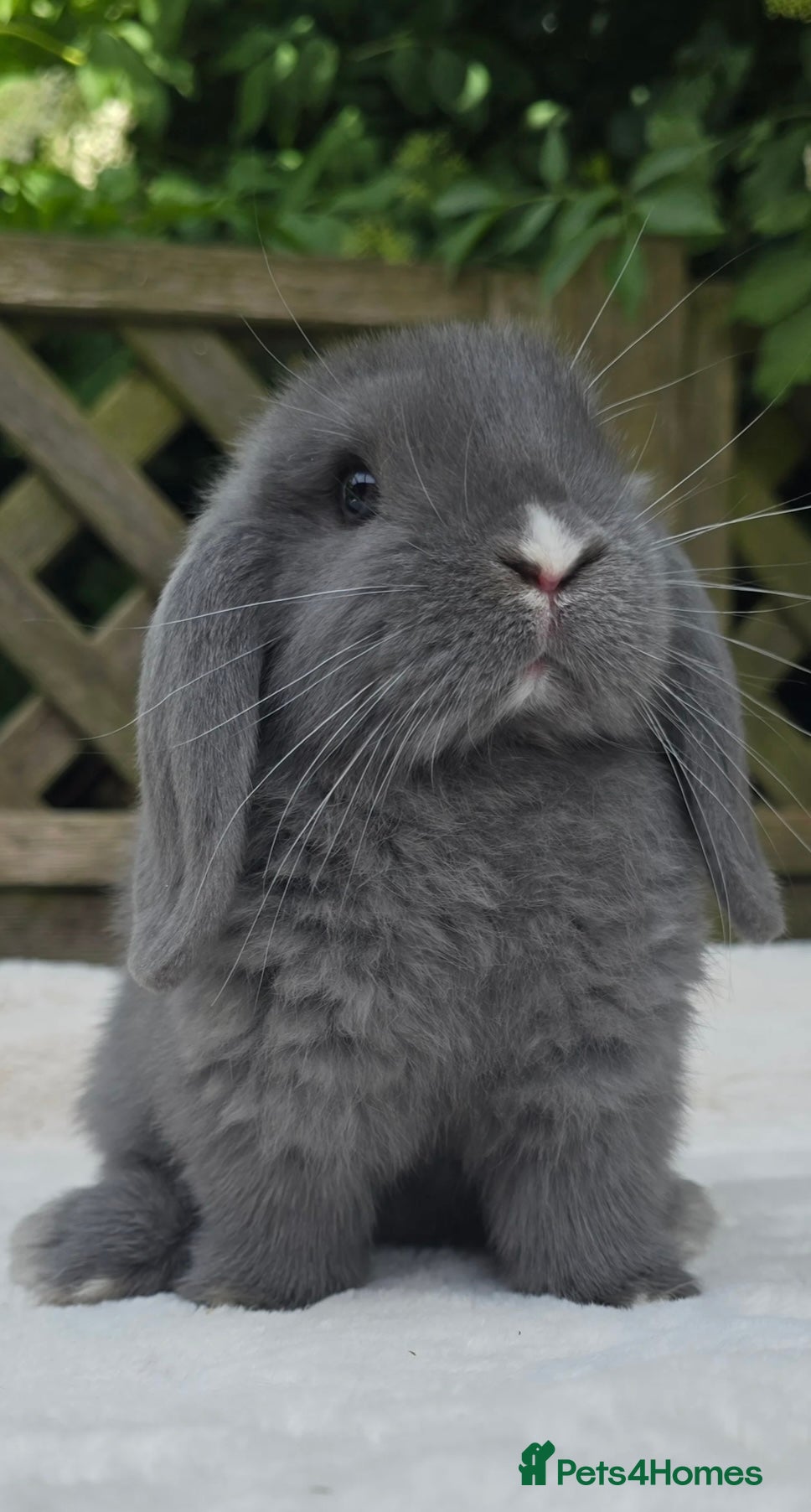 Mini Lop rabbits Two mini lops for sale - Advert 2