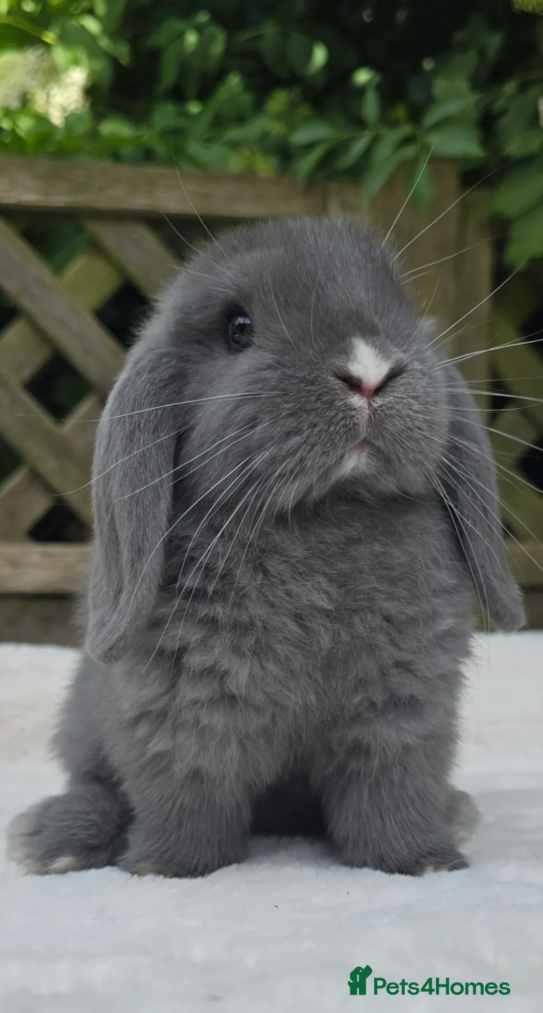 Mini Lop rabbits for sale: Two mini lops for sale - Advert 1