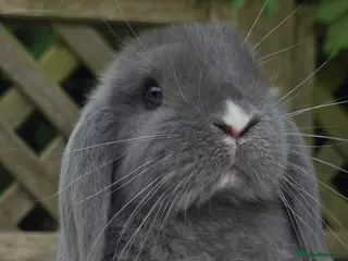 Mini Lop rabbits Two mini lops for sale - Advert 2