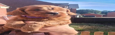 Cockapoo 5