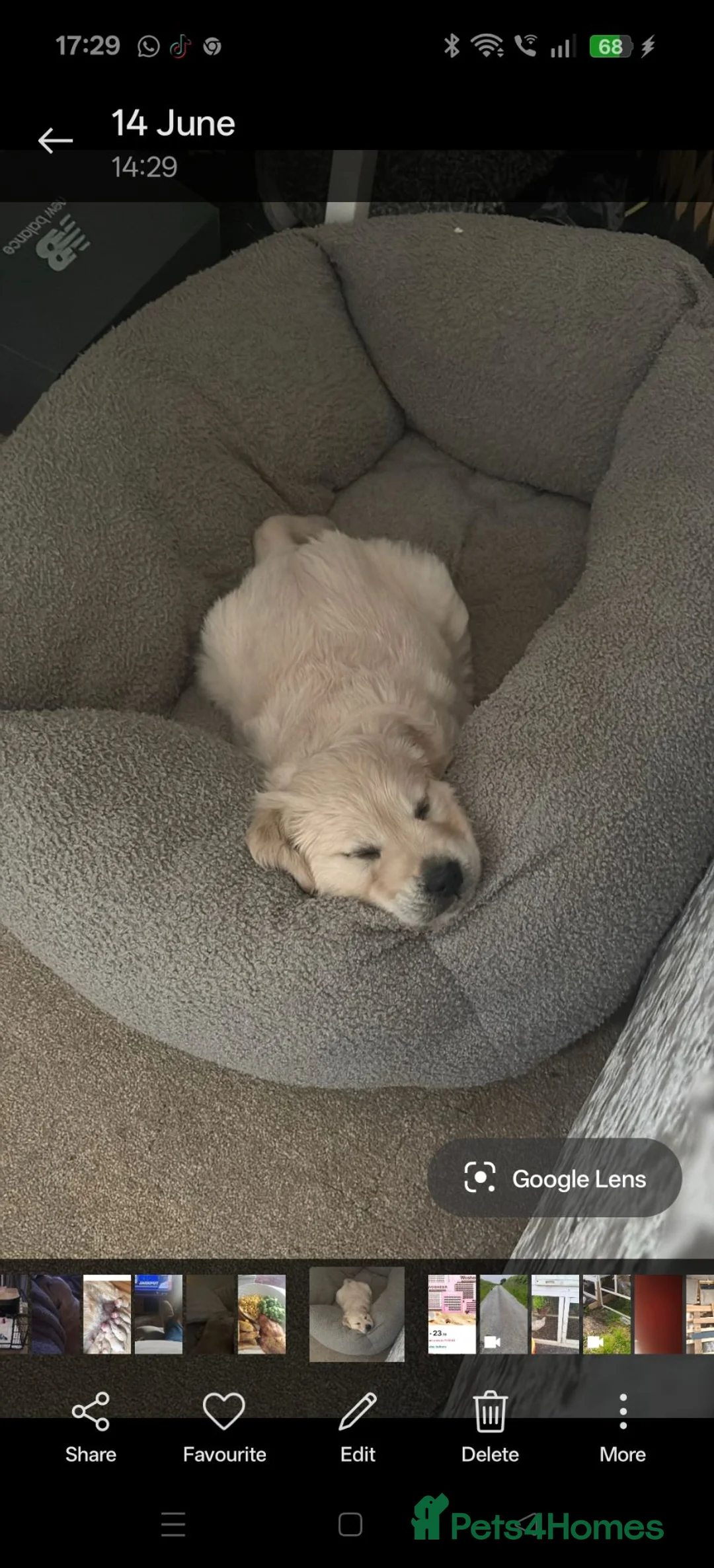 Golden Retriever dogs for sale: Gorgeous Golden retriever  - Advert 2