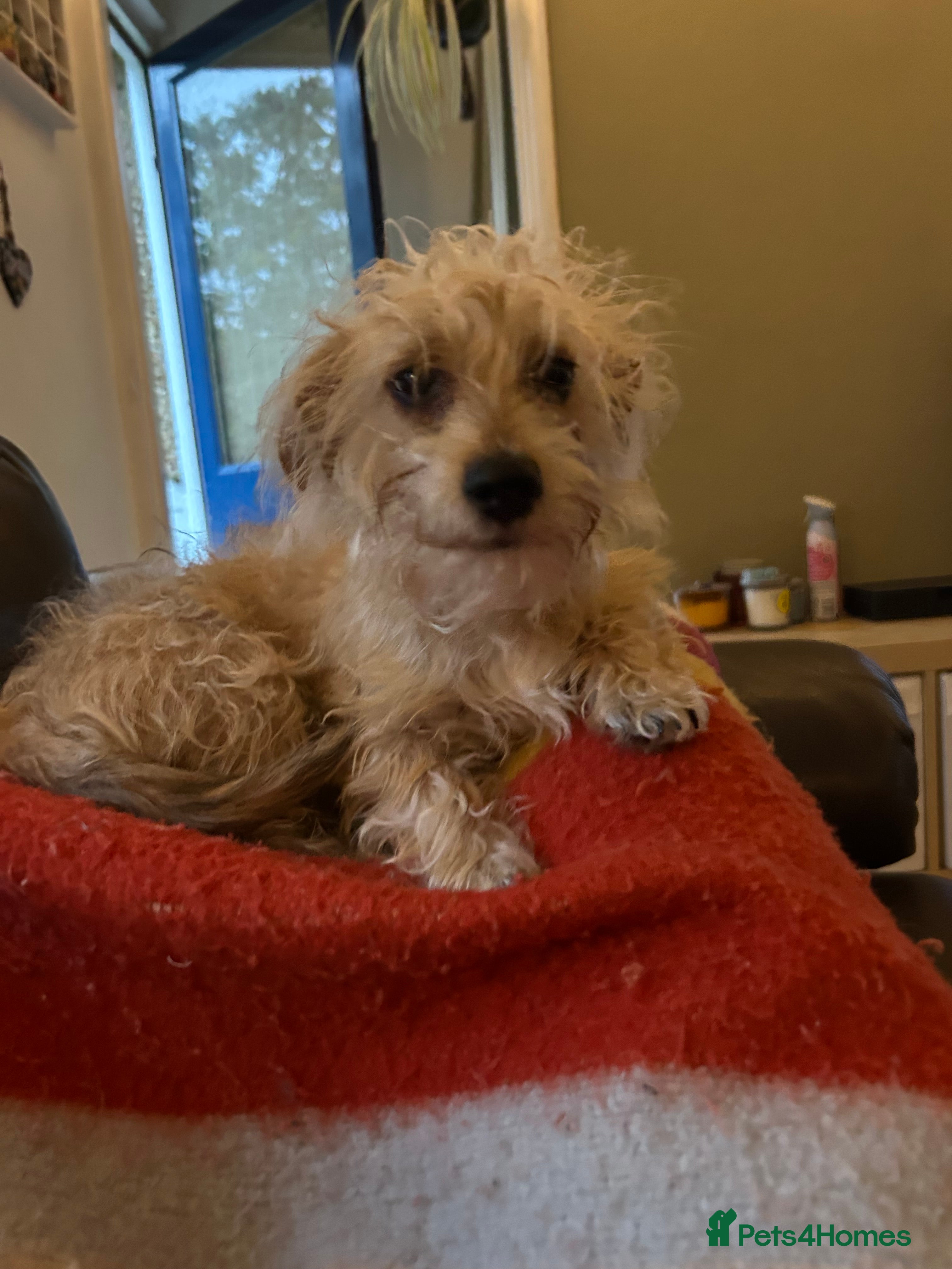 Doxiepoo dogs Jasper - 12 Months Dachshund/Poodle Mix  - Advert 1