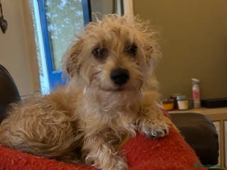 Doxiepoo dogs Jasper - 12 Months Dachshund/Poodle Mix - Advert 1