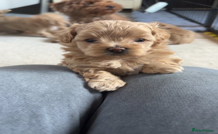 Maltipoo dogs - Advert 2