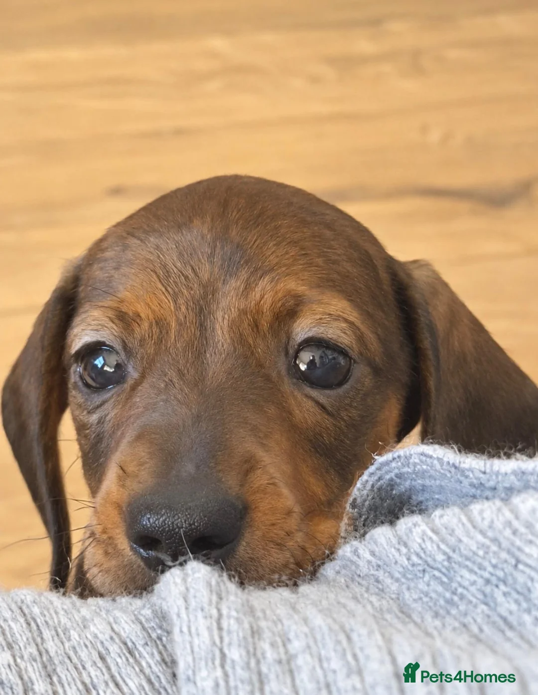 Miniature Dachshund dogs for sale: Miniature Smooth-Haired Dachshund Puppies 🐾 - Advert 2