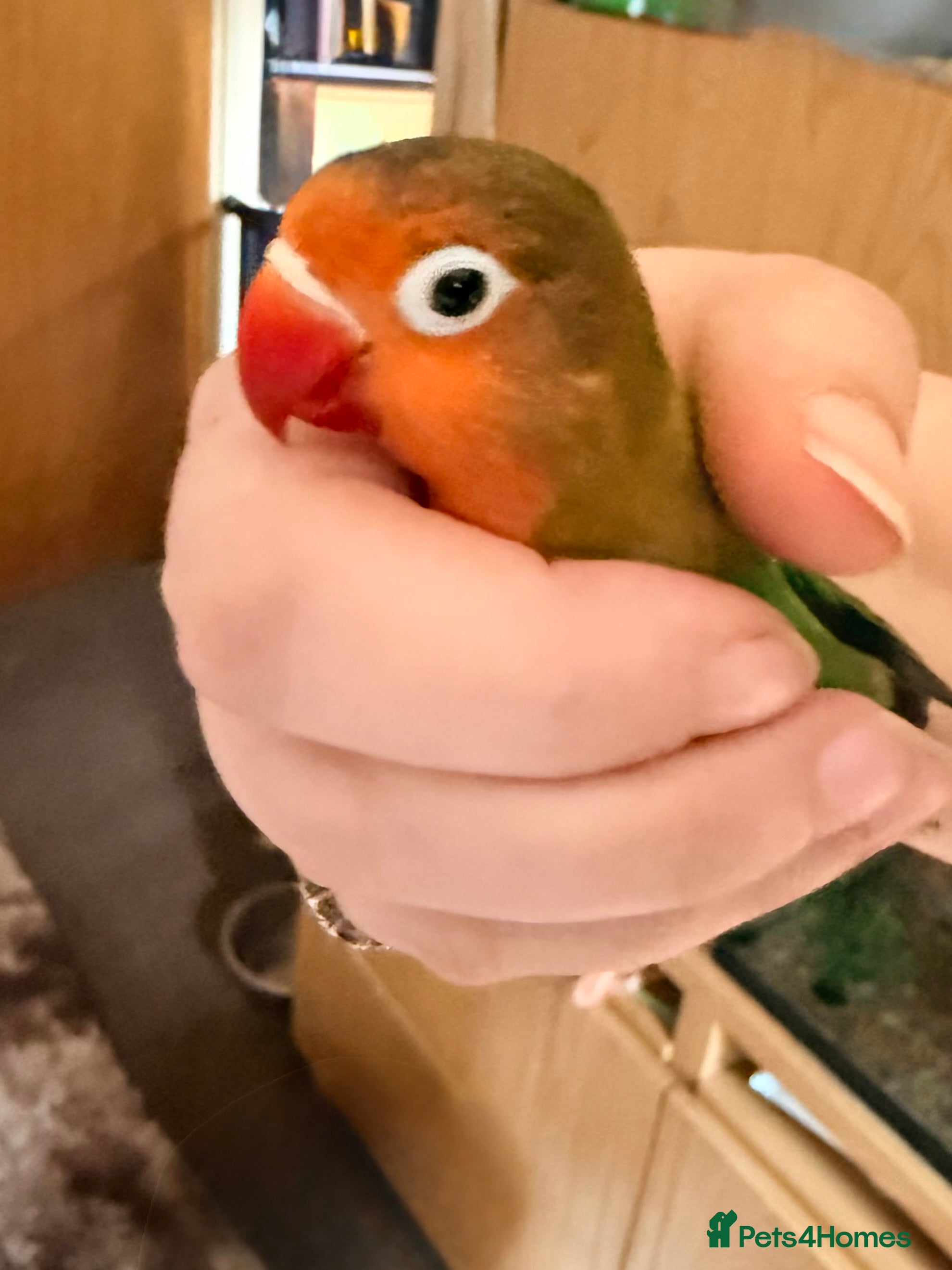 Lovebirds birds Handreared fischers baby lovebird - Advert 2