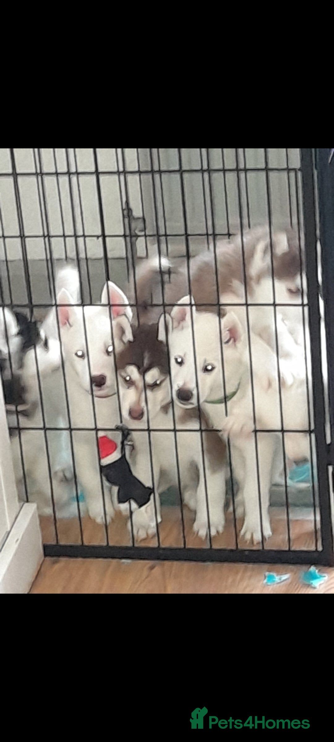 Siberian Husky dogs for stud: Nero  - Advert 8