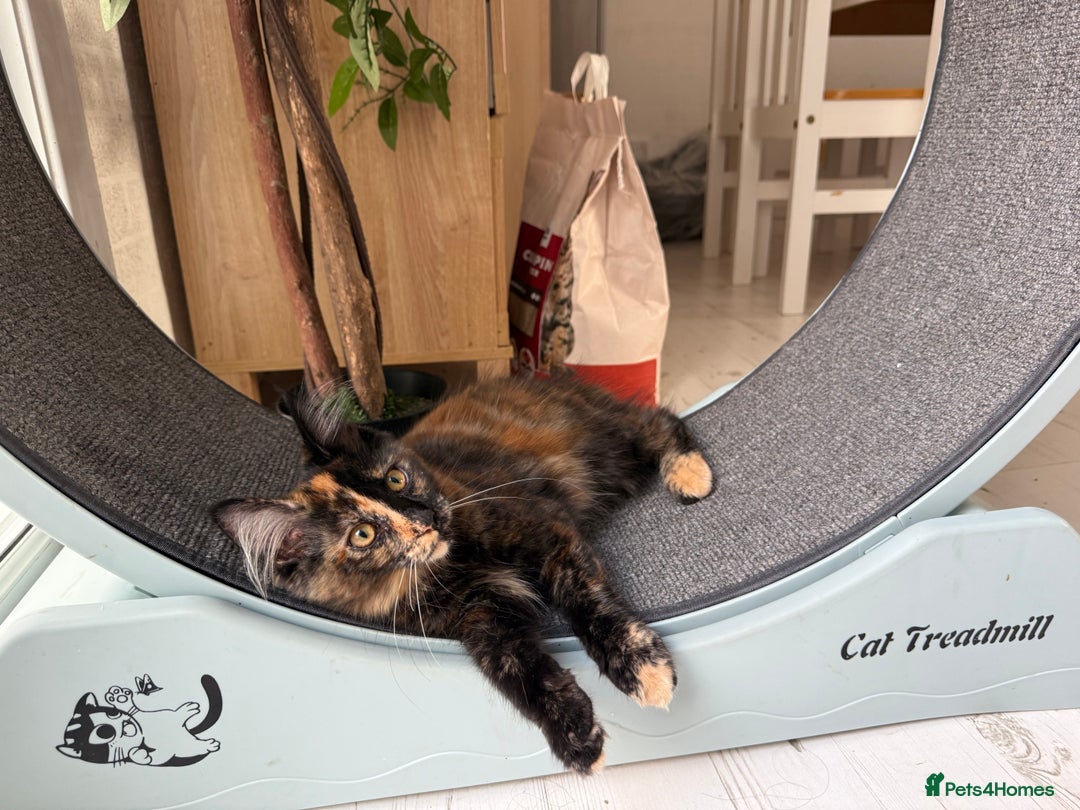 Maine Coon cats for sale: 2 GIRLS LEFT Purebred Maine Coon Kittens Blackburn - Image 6