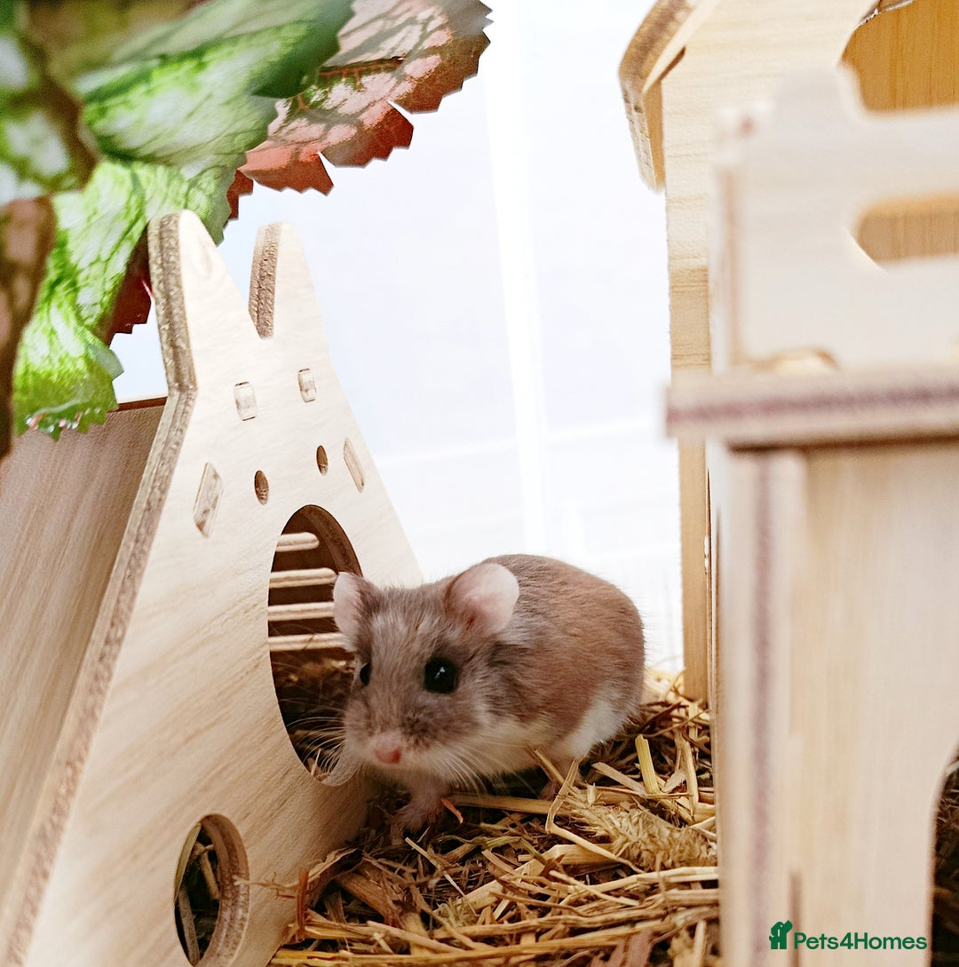 Hamster rodents for sale: ✨🐹 Tiny Star Roborovski Hamster Boy! - Advert 2