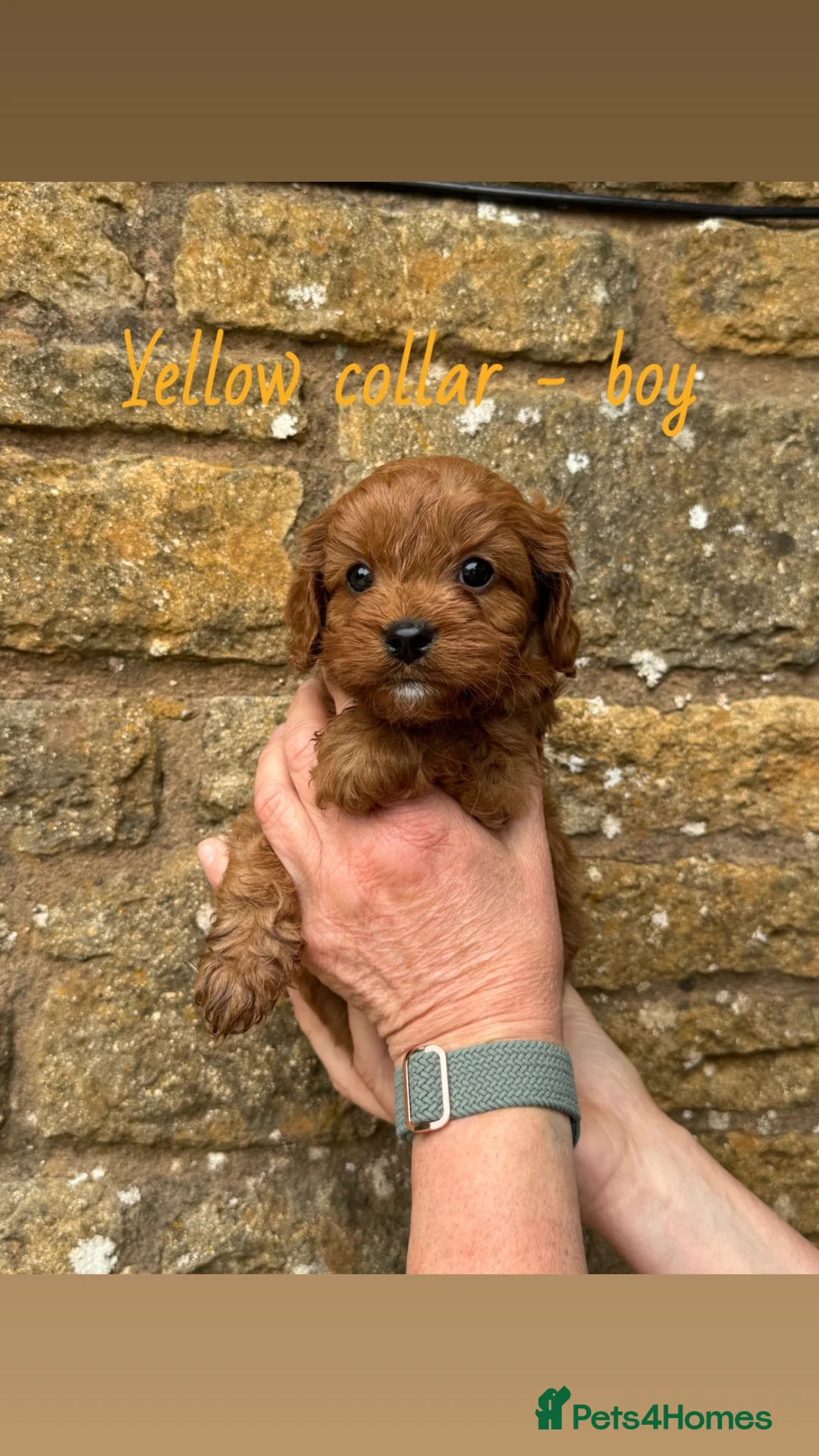 Cavapoo dogs for sale: 6 cavapoo puppies!🩷💙 - Advert 2
