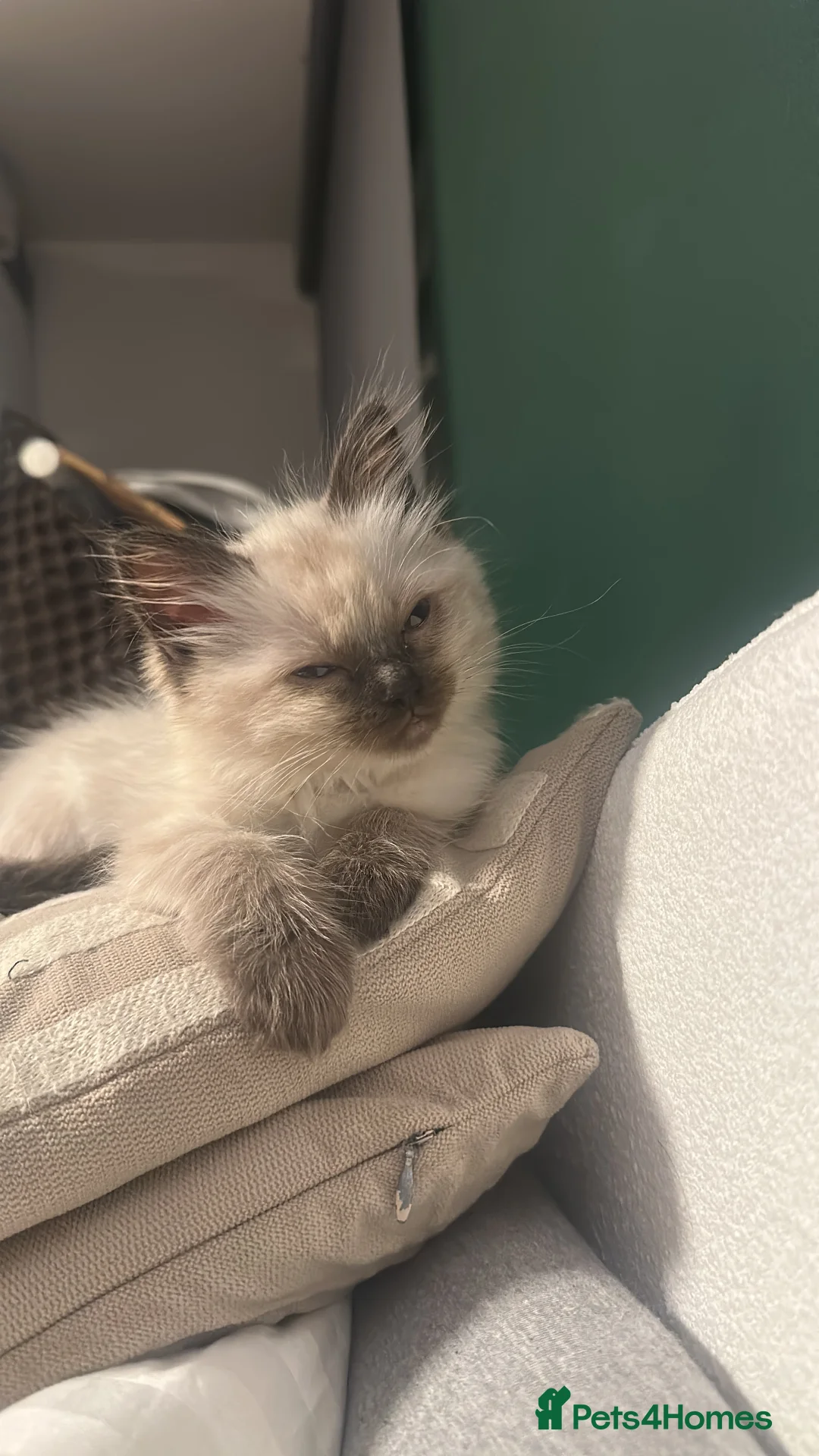 Ragdoll cats for sale: White with black Ragdoll kitten  - Advert 13