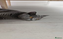 British Shorthair cats for sale: British Blue Shorthair - Image 3
