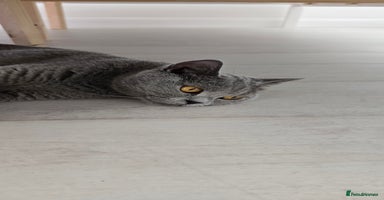 British Shorthair cats - Advert 3