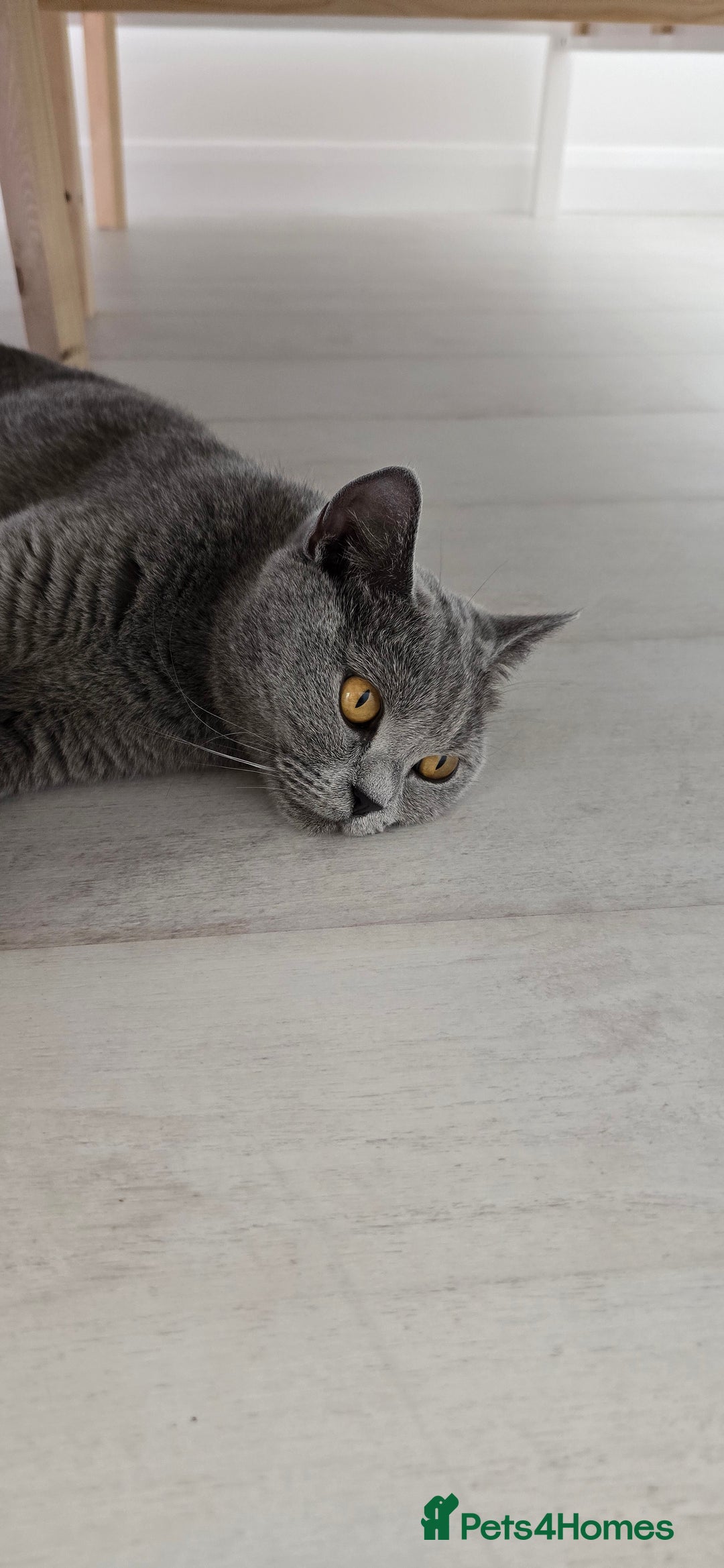 British Shorthair cats for sale: British Blue Shorthair - Image 3
