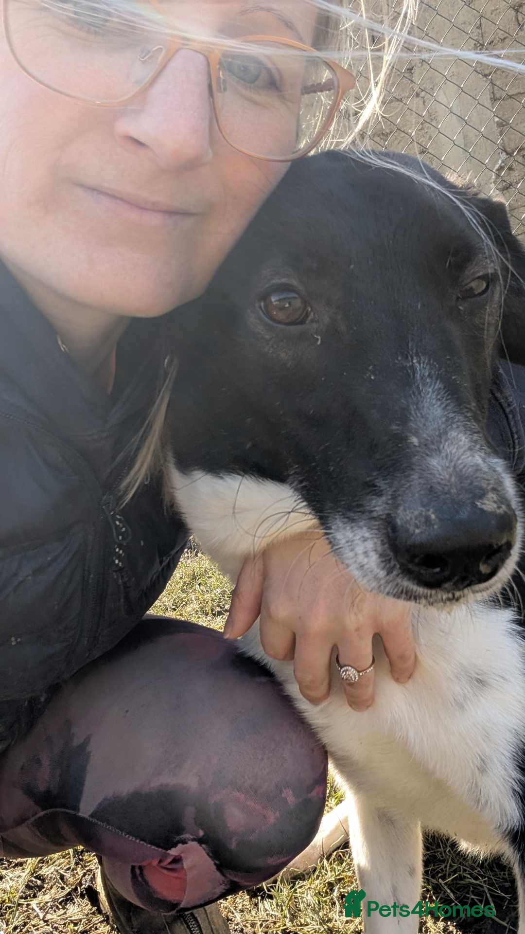 Mixed Breed dogs for adoption: Ferris for adoption - Advert 11