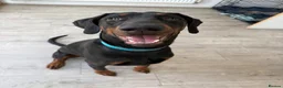 Dobermann dogs for stud: 🐾 Doberman Stud Available – First-Time Stud - Advert 8