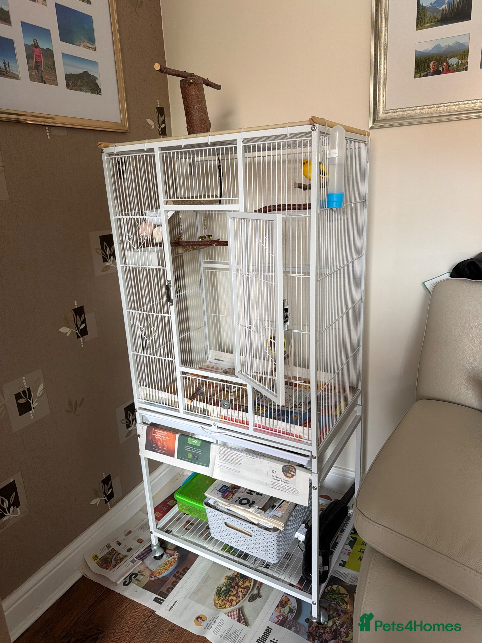 Canaries birds Canary  - Advert 1