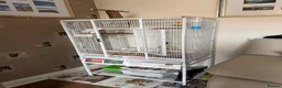 Canaries birds for sale: Canary  - Advert 1