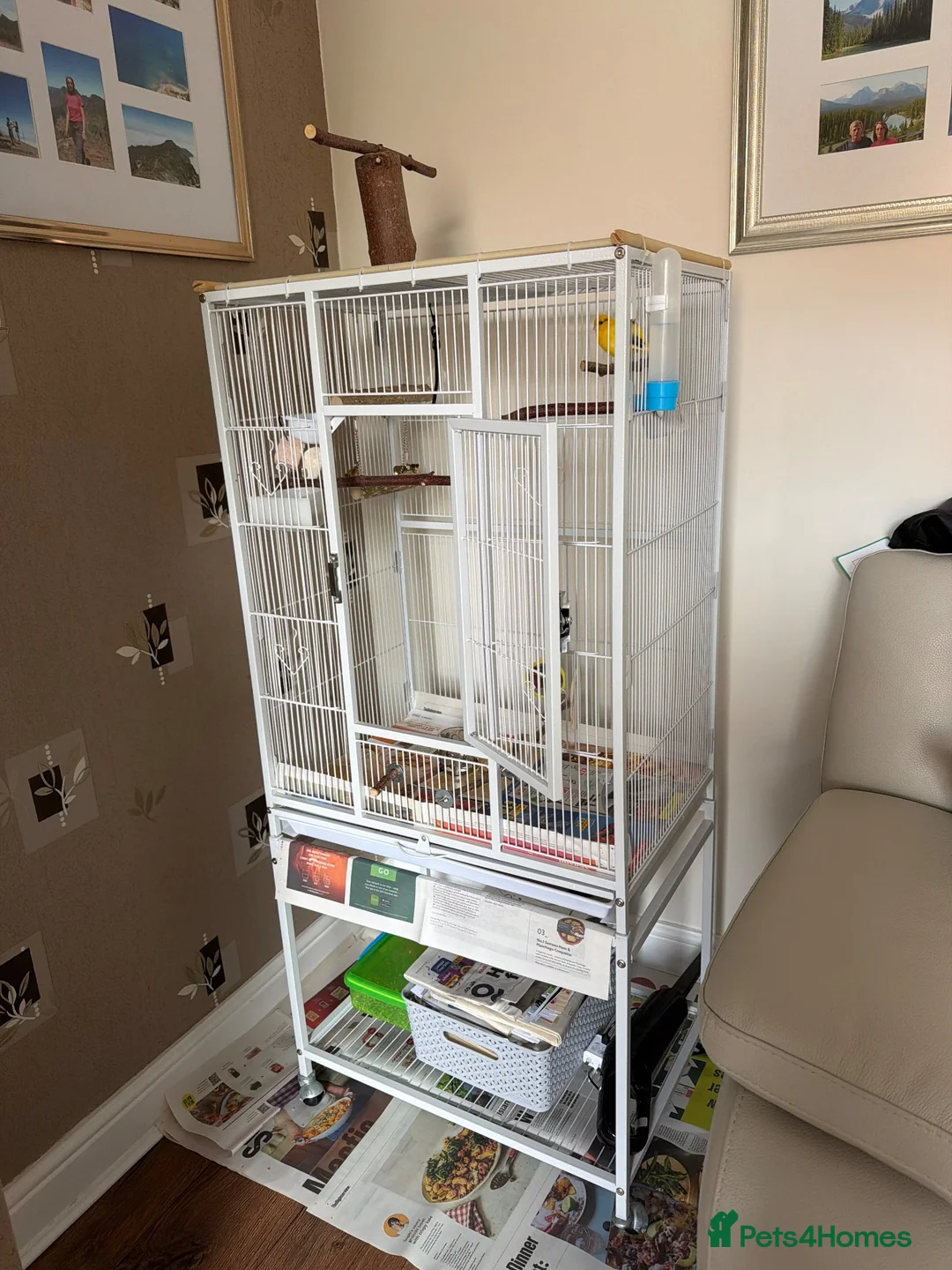 Canaries birds for sale: Canary  - Advert 1