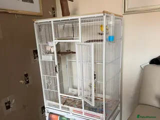 Canaries birds Canary - Advert 1