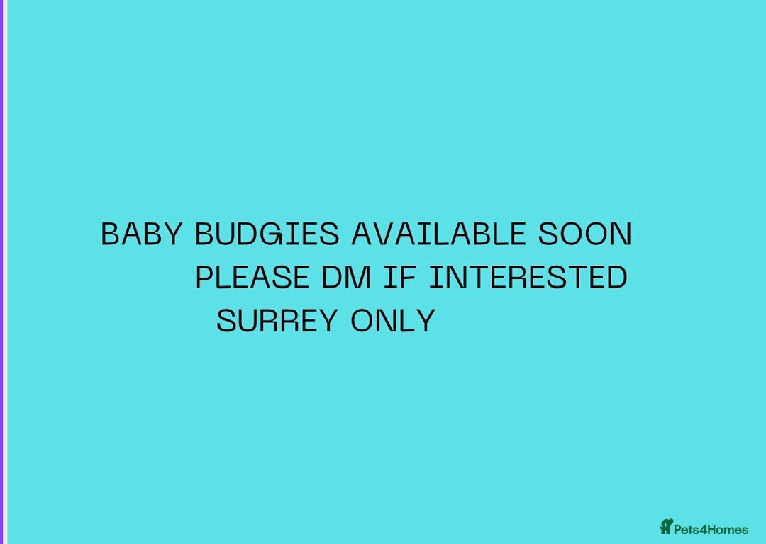 Budgerigars birds for sale: Handreared baby budgies  - Advert 1
